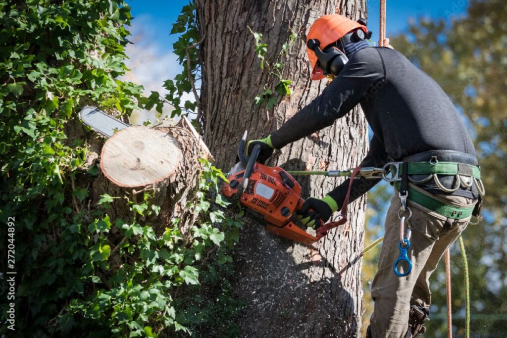 Tree Removal Sydney: What to Expect from a Professional Tree Removal Service