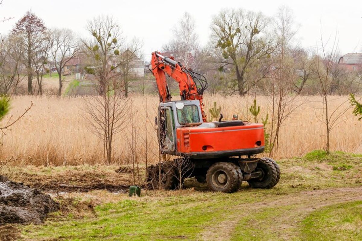 tree removal service
